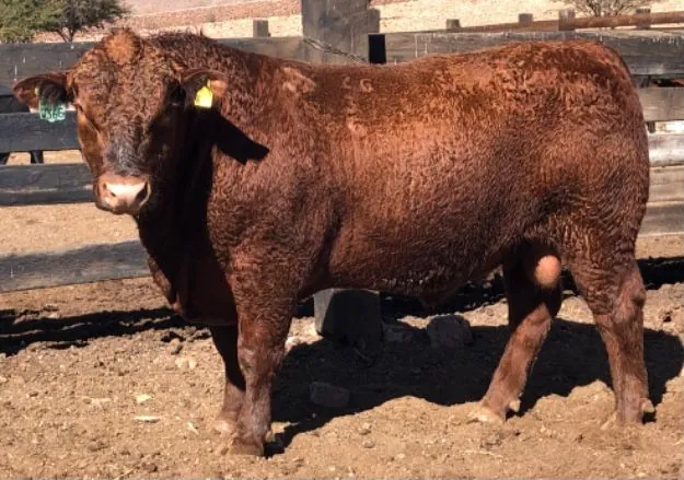 Bieber LR Spartacus A236G